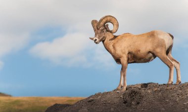 Vahşi doğada Bighorn