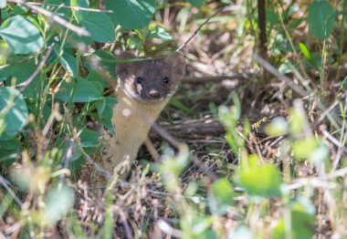 Vahşi doğada uzun kuyruklu gelincik