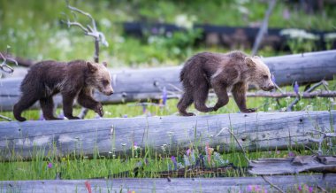 Vahşi doğada boz ayı