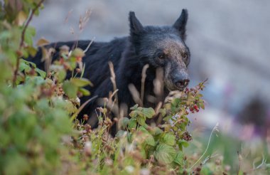 Kara ayı vahşi doğada