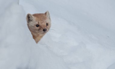 Banff Ulusal Parkı, Alberta, Kanada 'da kar üzerinde yürüyen çam mermeri.