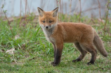 Vahşi doğadaki şirin kızıl tilkinin yakın çekim görüntüsü
