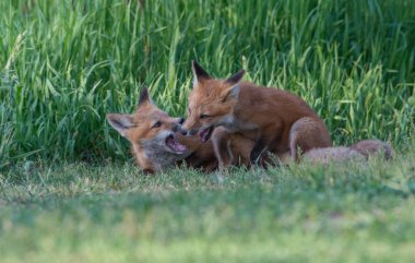 Parkta yakalanan sevimli kızıl tilkiler.