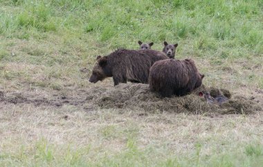 Vahşi doğada boz ayı