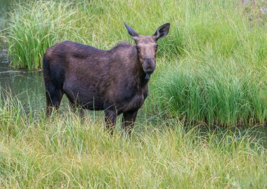 Vahşi Moose ailesi.