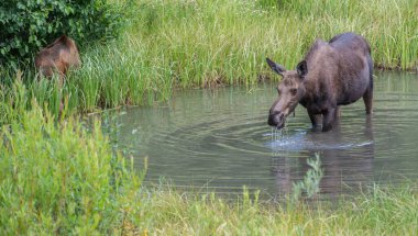 Vahşi Moose ailesi.