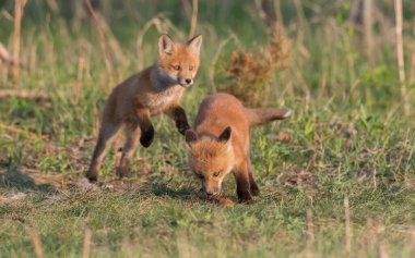 Parkta yakalanan sevimli kızıl tilkiler.