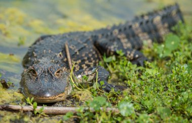 Vahşi doğadaki timsah