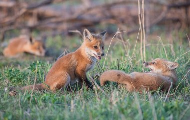 Doğada sevimli kızıl tilkiler bir arada.