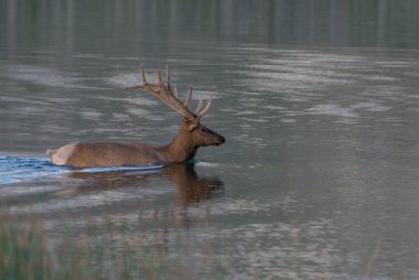 Vahşi doğada boğa geyiği