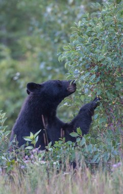 Kara ayı vahşi doğada