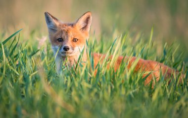 Parktaki güzel kızıl tilki manzarası