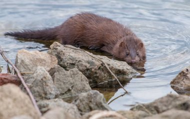 Vahşi doğada vizon