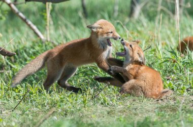 Parkta yakalanan sevimli kızıl tilkiler.