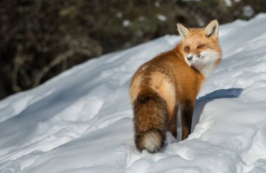 Kızıl tilki vahşi doğada