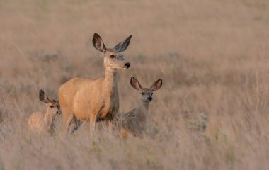 Vahşi doğadaki geyik ailesi