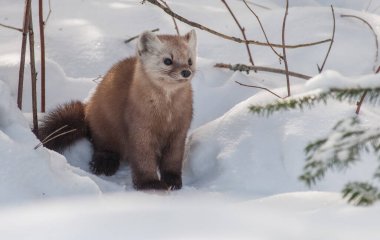 Banff Ulusal Parkı, Alberta, Kanada 'da kar üzerinde yürüyen çam mermeri.