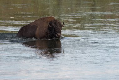 Bizonlar vahşi doğada
