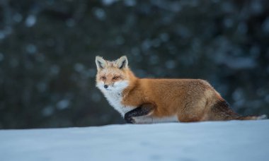Kızıl tilki vahşi doğada