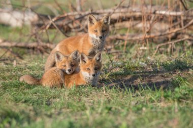 Parkta yakalanan sevimli kızıl tilkiler.