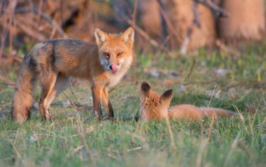 Doğada sevimli kızıl tilkiler bir arada.