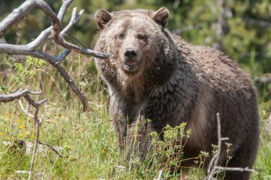 Vahşi doğada boz ayı