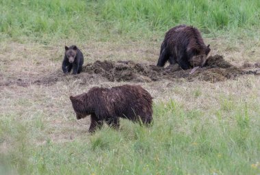 Vahşi doğada boz ayı