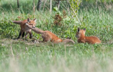 Parkta yakalanan sevimli kızıl tilkiler.