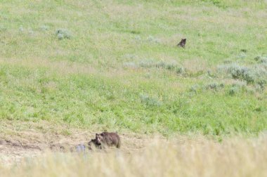 Vahşi doğada boz ayı ailesi