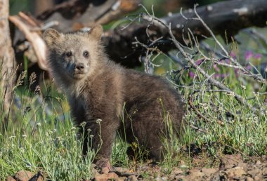 Vahşi doğada boz ayılar
