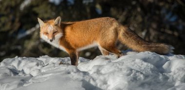 Kızıl tilki vahşi doğada