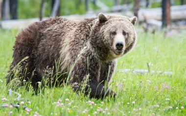 Vahşi doğada boz ayı