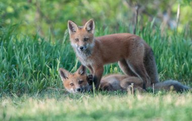 Parkta yakalanan sevimli kızıl tilkiler.