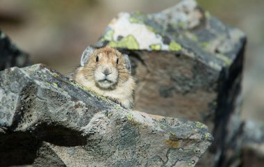 Kananaskis, Alberta, Kanada 'da nesli tükenmekte olan pika