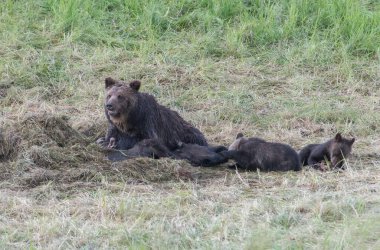 Vahşi doğada boz ayı