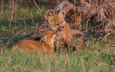 Doğada sevimli kızıl tilkiler bir arada.