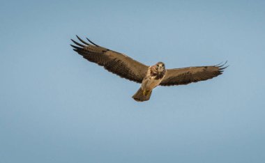 Görkemli şahinin vahşi doğadaki manzarası.