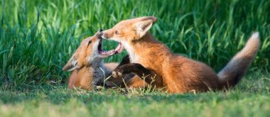 Doğada sevimli kızıl tilkiler bir arada.