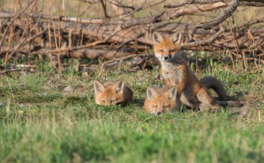 Parkta yakalanan sevimli kızıl tilkiler.