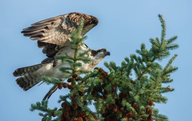 Osprey Kanada 'nın vahşi doğasında