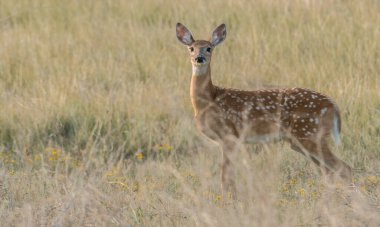 Vahşi doğada geyik