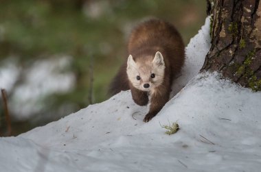 Banff Ulusal Parkı, Alberta, Kanada 'da kar üzerinde yürüyen çam mermeri.