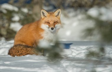 Kızıl tilki vahşi doğada