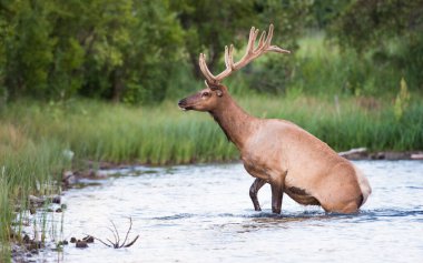 Vahşi doğadaki geyik