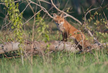 Parktaki güzel kızıl tilki manzarası