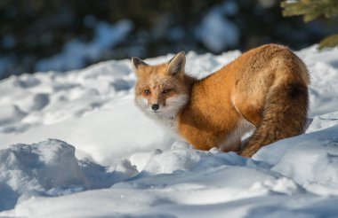Kızıl tilki vahşi doğada