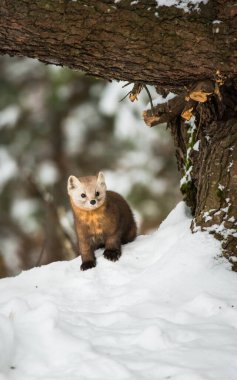 Banff Ulusal Parkı, Alberta, Kanada 'da kar üzerinde yürüyen çam mermeri.