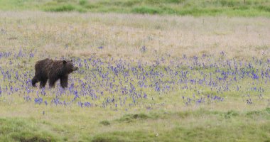 Vahşi doğada boz ayı