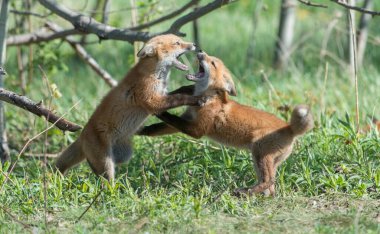 Doğada sevimli kızıl tilkiler bir arada.