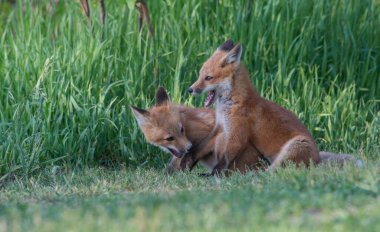 Parkta yakalanan sevimli kızıl tilkiler.